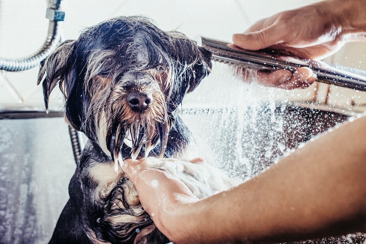 Ogni quanto lavare e tosare il cane: le regole da conoscere