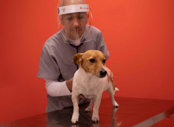 Veterinario visita un cane con amore, professionalità e rispetto