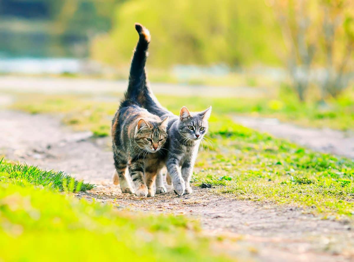 Perché il gatto alza la coda quando lo accarezzi?