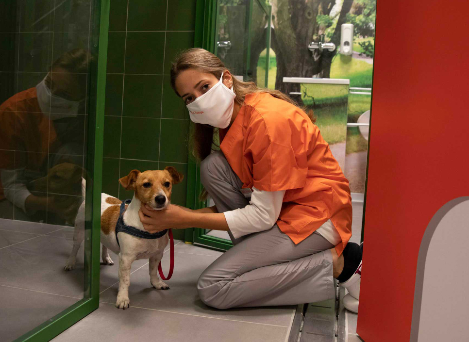 Veterinaria si prende cura di un cane nel reparto degenza