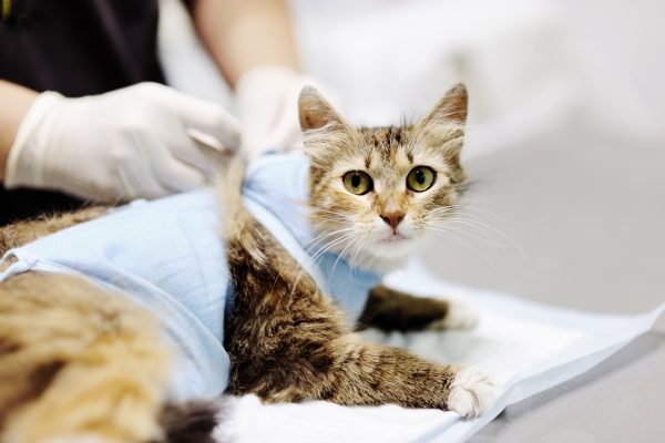 sterilizzazione gatta