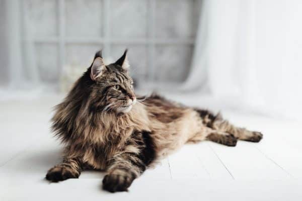 Curiosità sul Maine Coon