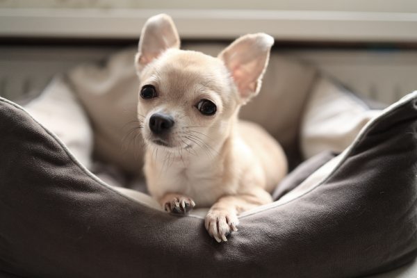 Curiosità sul Chihuahua