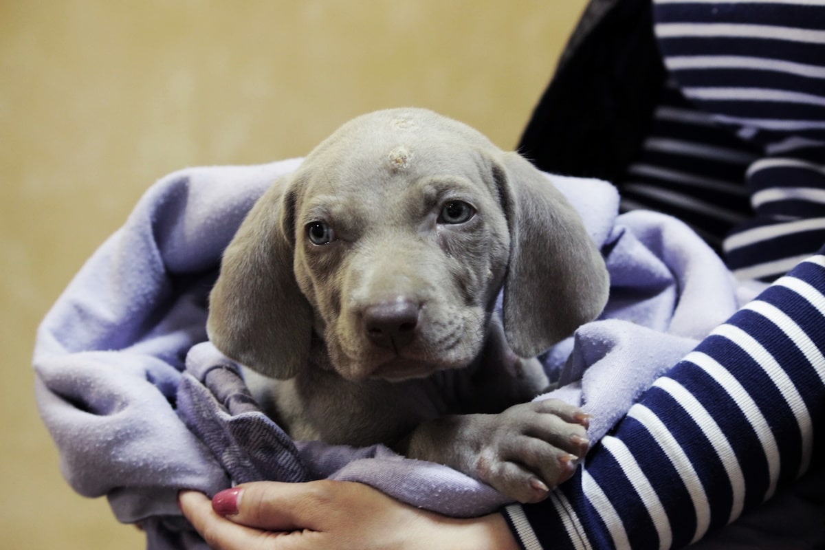 Piodermite nel cane