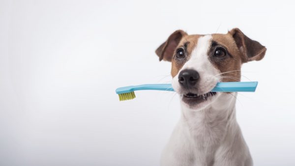 lavare denti cane