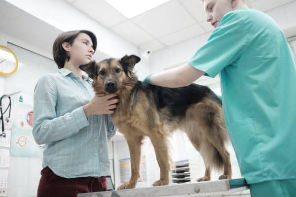 prevenzione renale cane