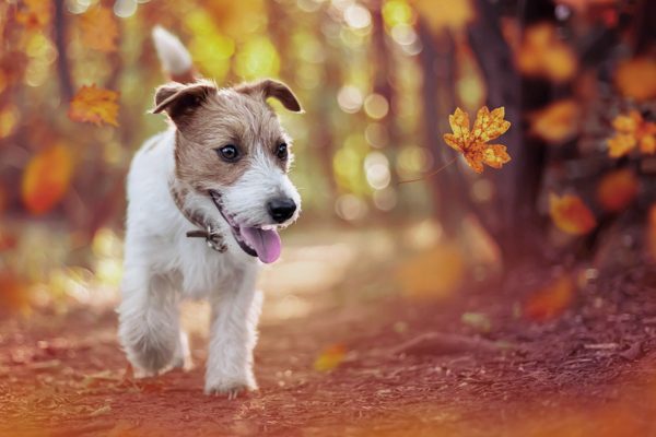 pericoli cani autunno