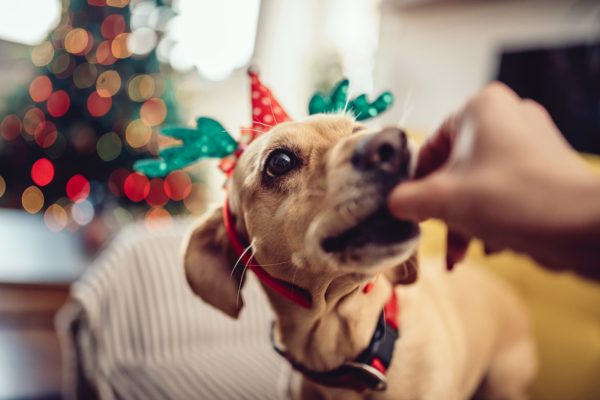 Ricette Natale cani