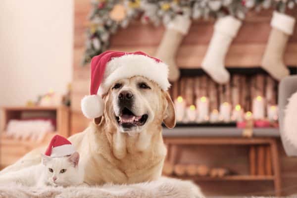 Natale sicuro cane gatto