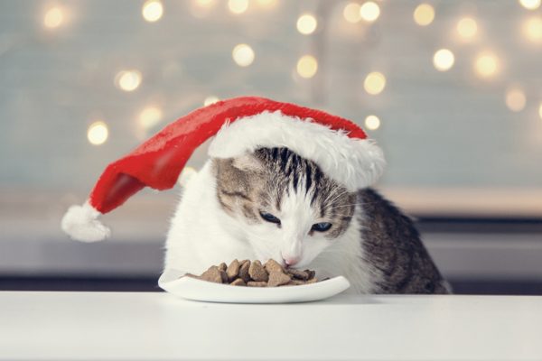 Ricette natalizie gatti