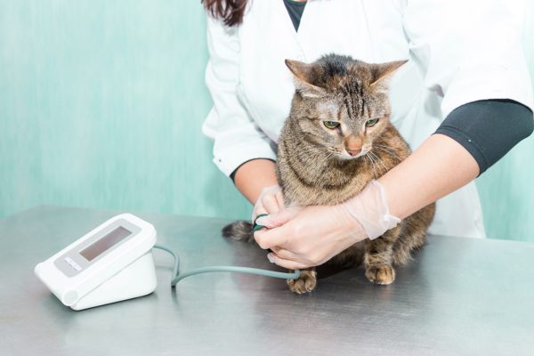 ipertensione gatto