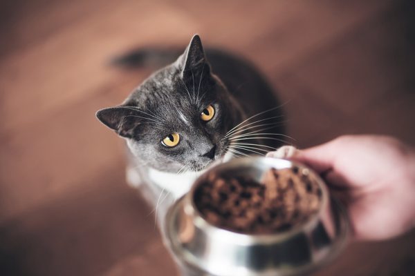 allergie intolleranze alimentari gatto