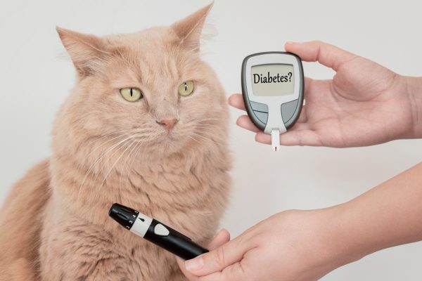 gatto diabete