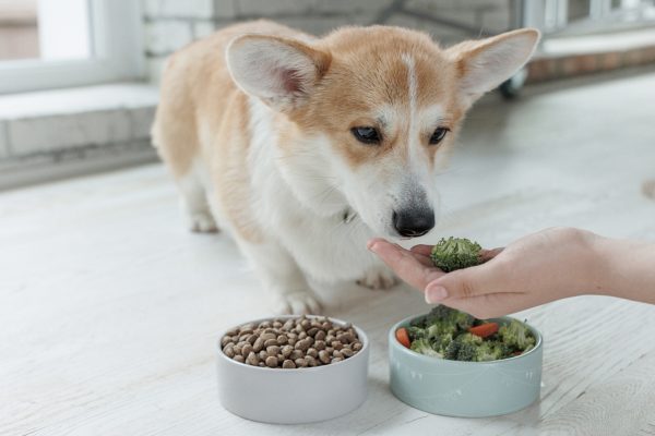 Allergie e intolleranze alimentari nel cane