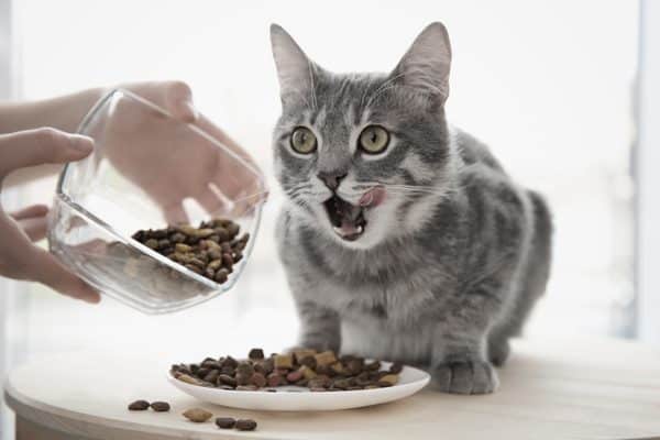 errori alimentazione gatto