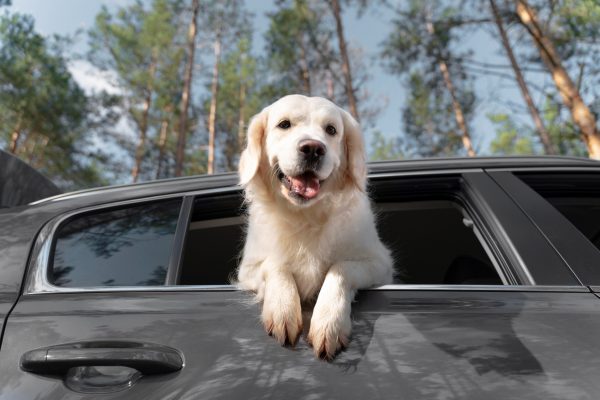 Viaggio in auto con cane