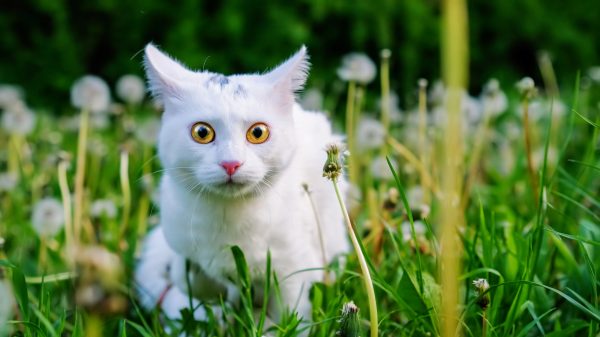 Perchè il gatto dimagrisce in Primavera?