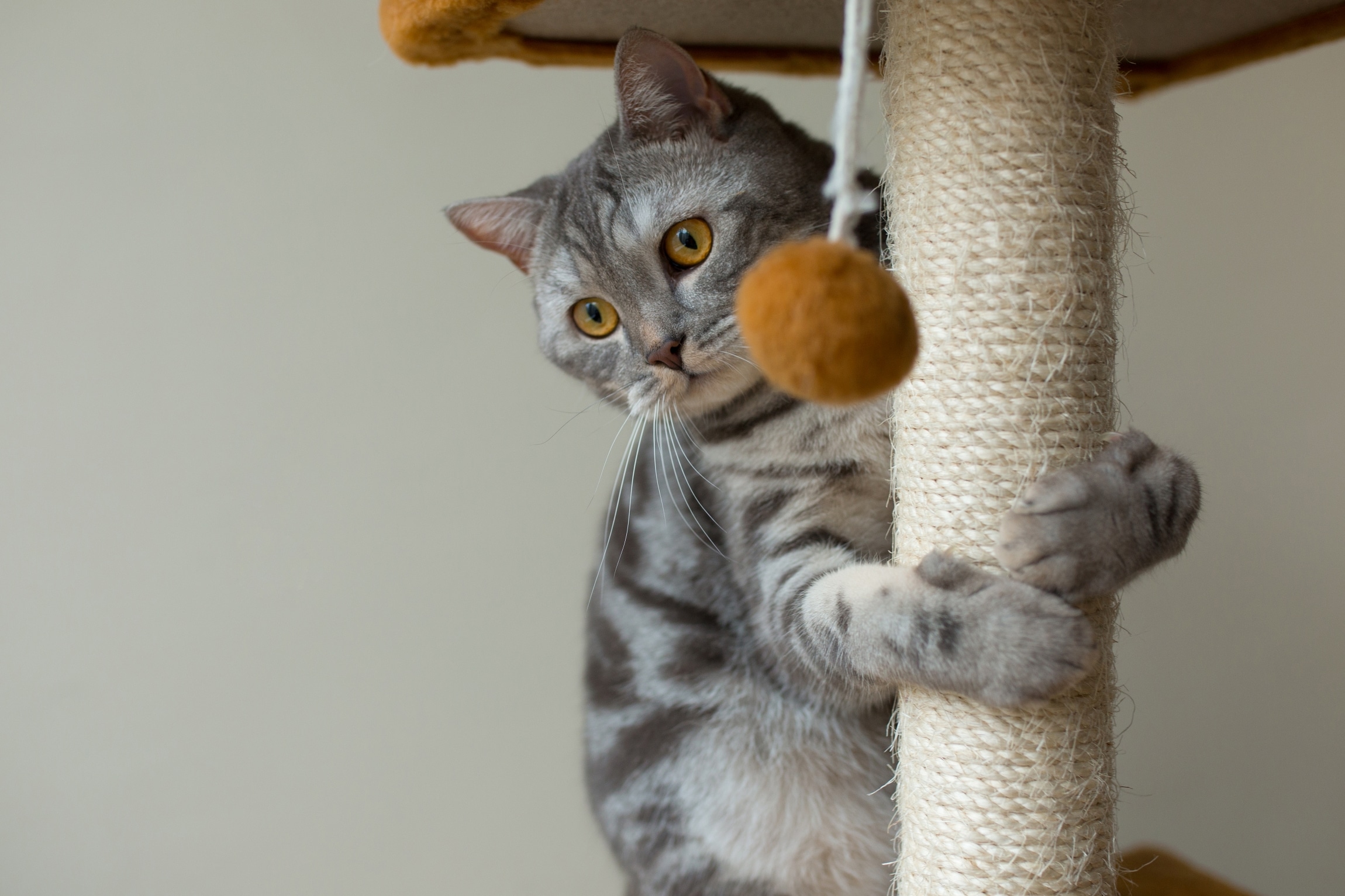 gatto che fa esercizio fisico