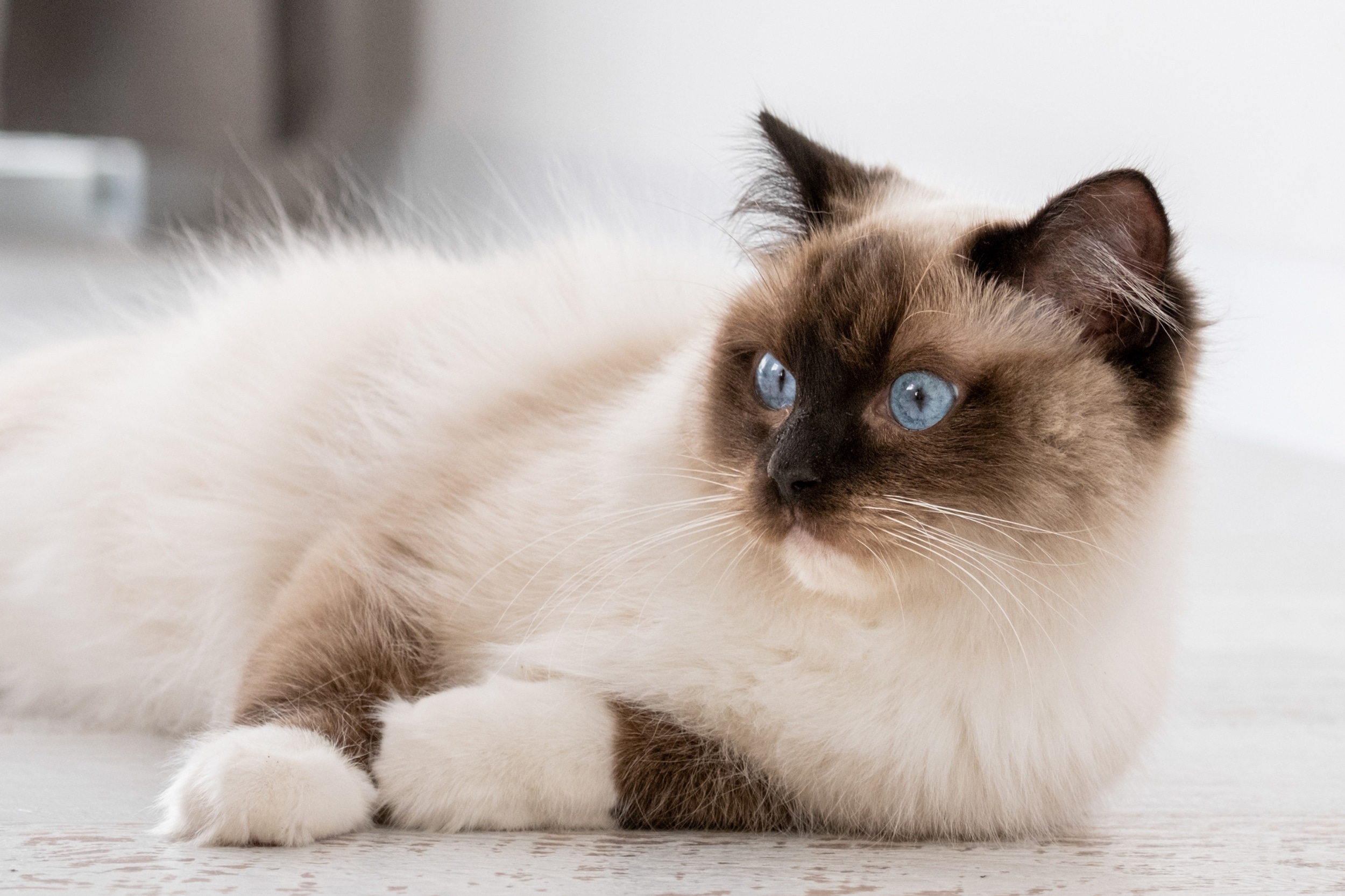 Il gatto di razza Ragdoll - Gatti & Co
