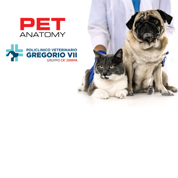 gregorio vii policlinico veterinario pet anatomy rai