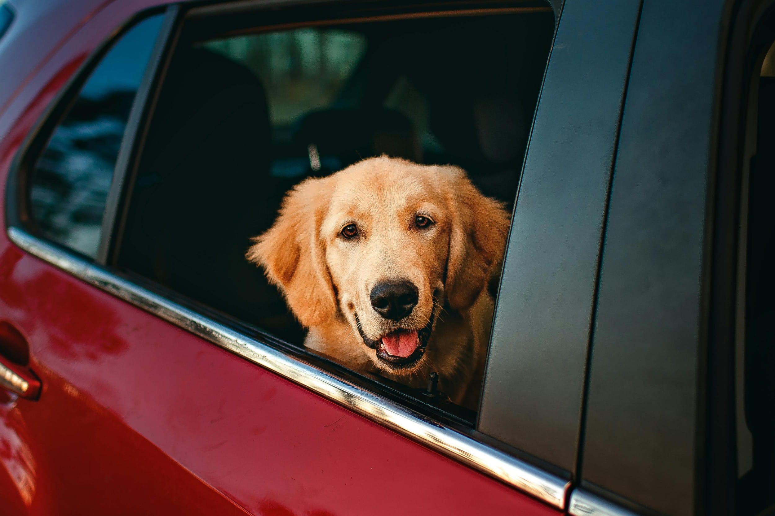 Mal d’auto nel cane e nel gatto: sintomi, cause e cosa fare