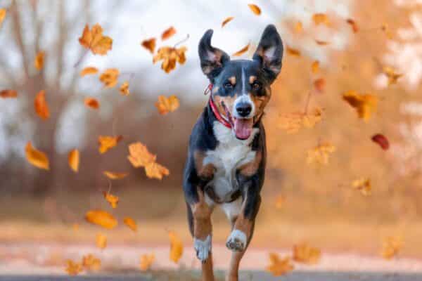 Cane che corre tra le foglie in autunno