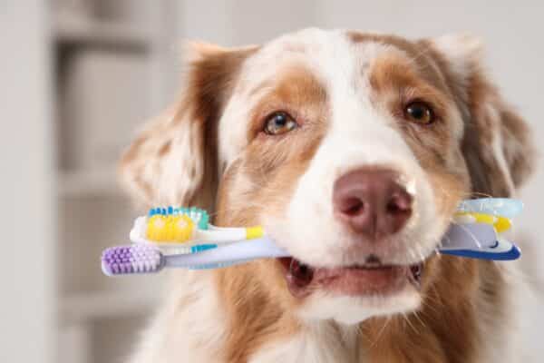 prevenzione dentale cane e gatto