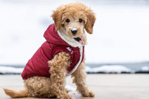 cane che indossa un cappottino