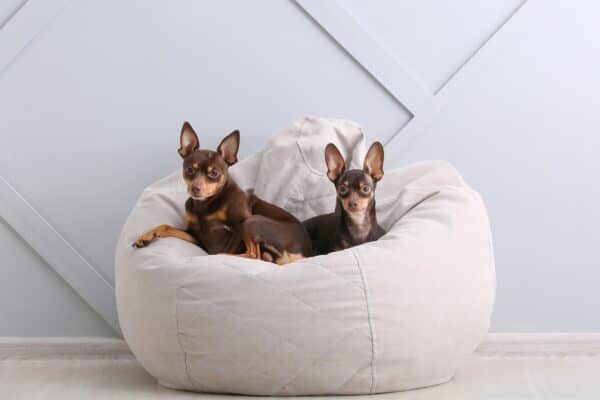 due cani riposano in una cuccia a cuscino