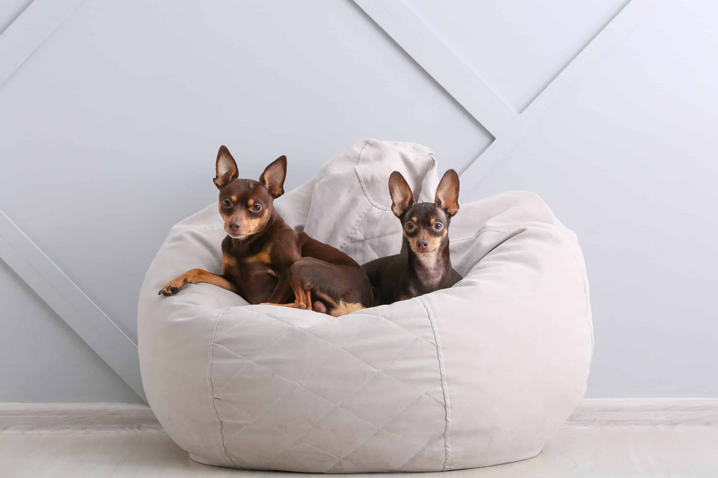 due cani riposano in una cuccia a cuscino