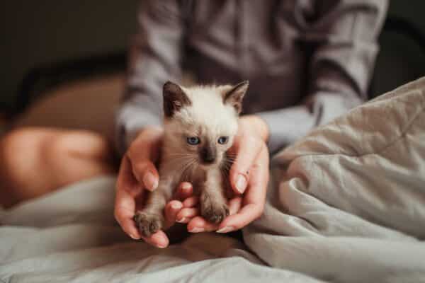 cucciolo di gatto tenuto in mano