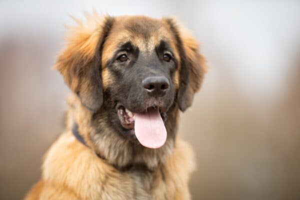 cane con bocca aperta con tosse