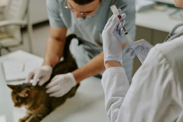 gatto viene vaccinato dal veterinario
