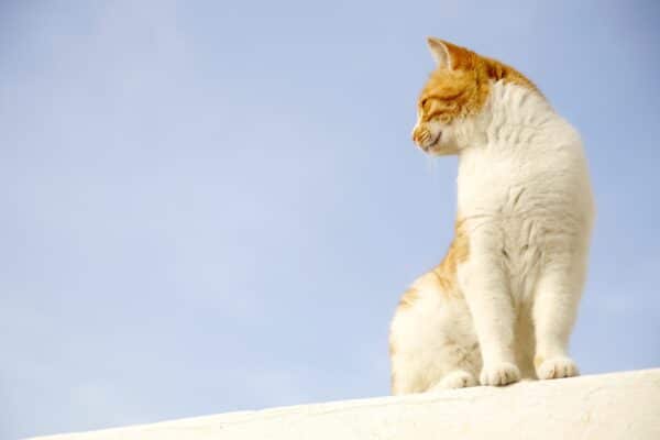 17 febbraio festa del gatto