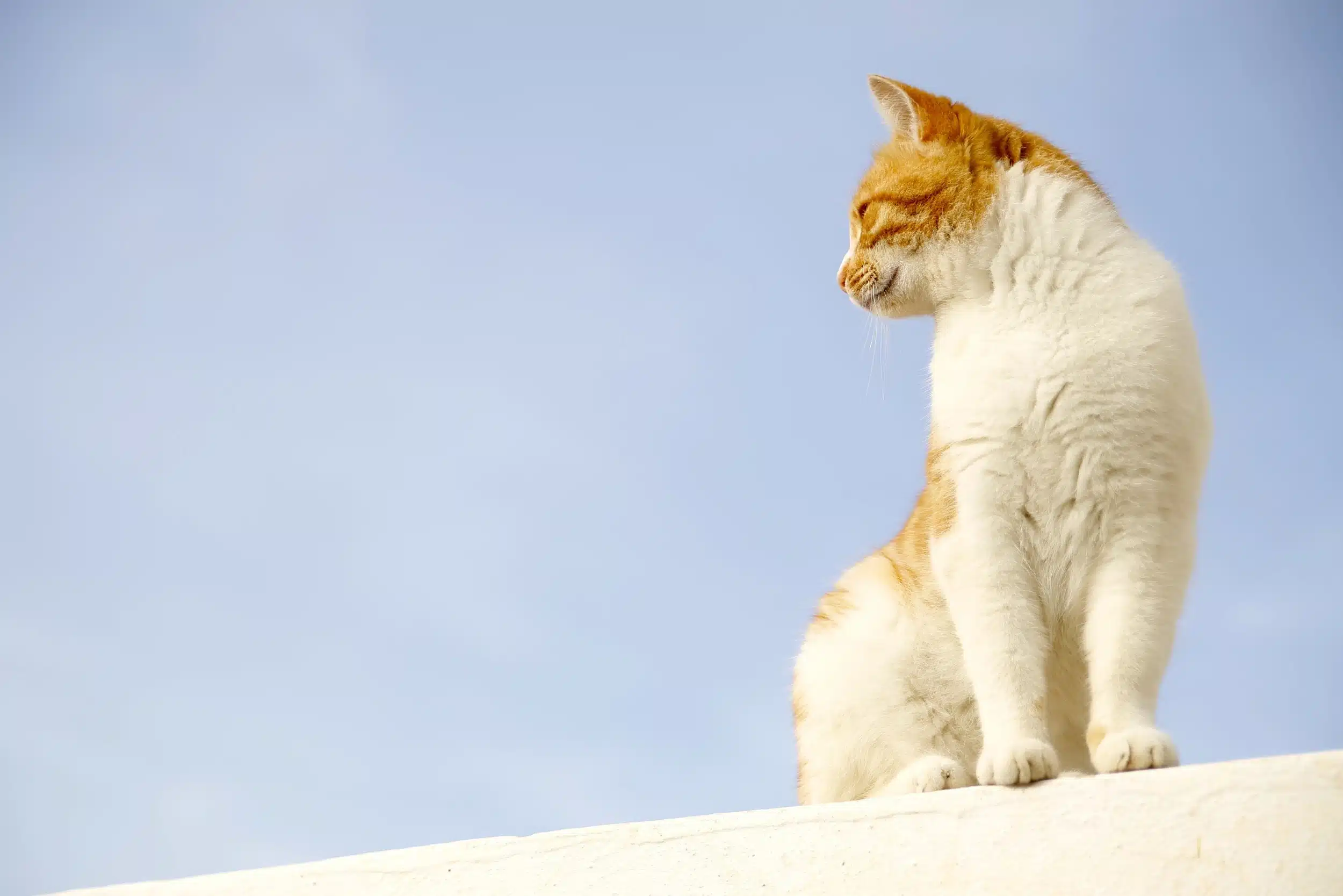 17 febbraio festa del gatto