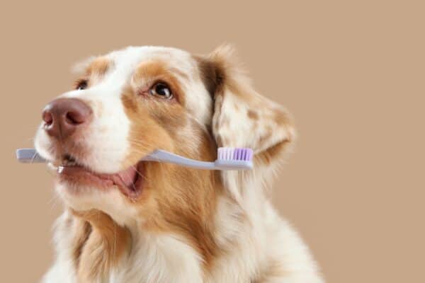 cane con spazzolino da denti