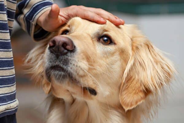cane che viene accarezzato
