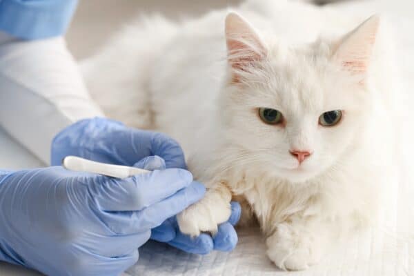 vaccino gatto parassiti