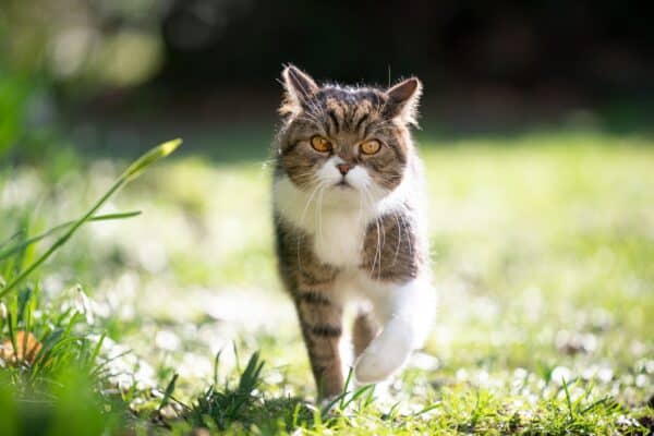 comportamento gatto in primaver