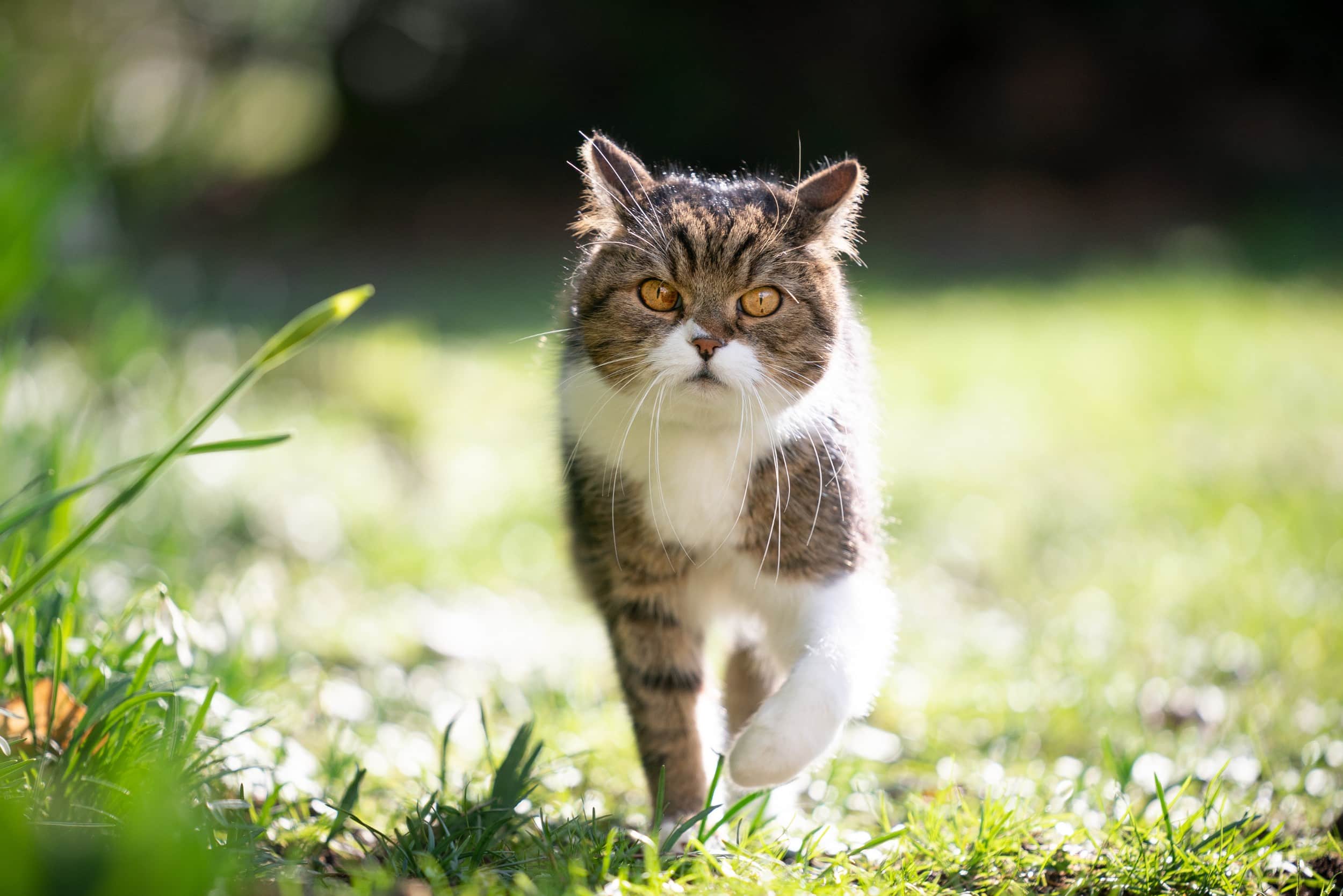 comportamento gatto in primaver