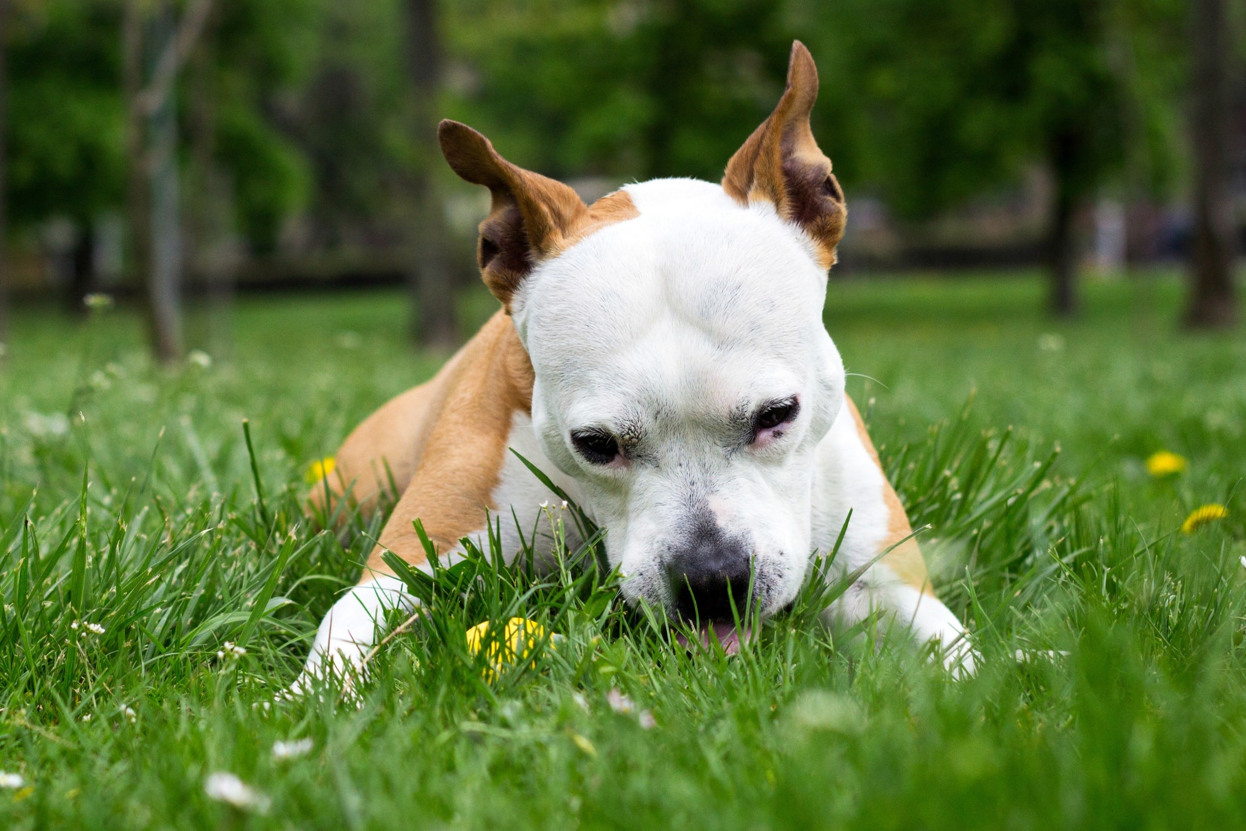 Il cane mangia erba più spesso: comportamento normale o segnale?