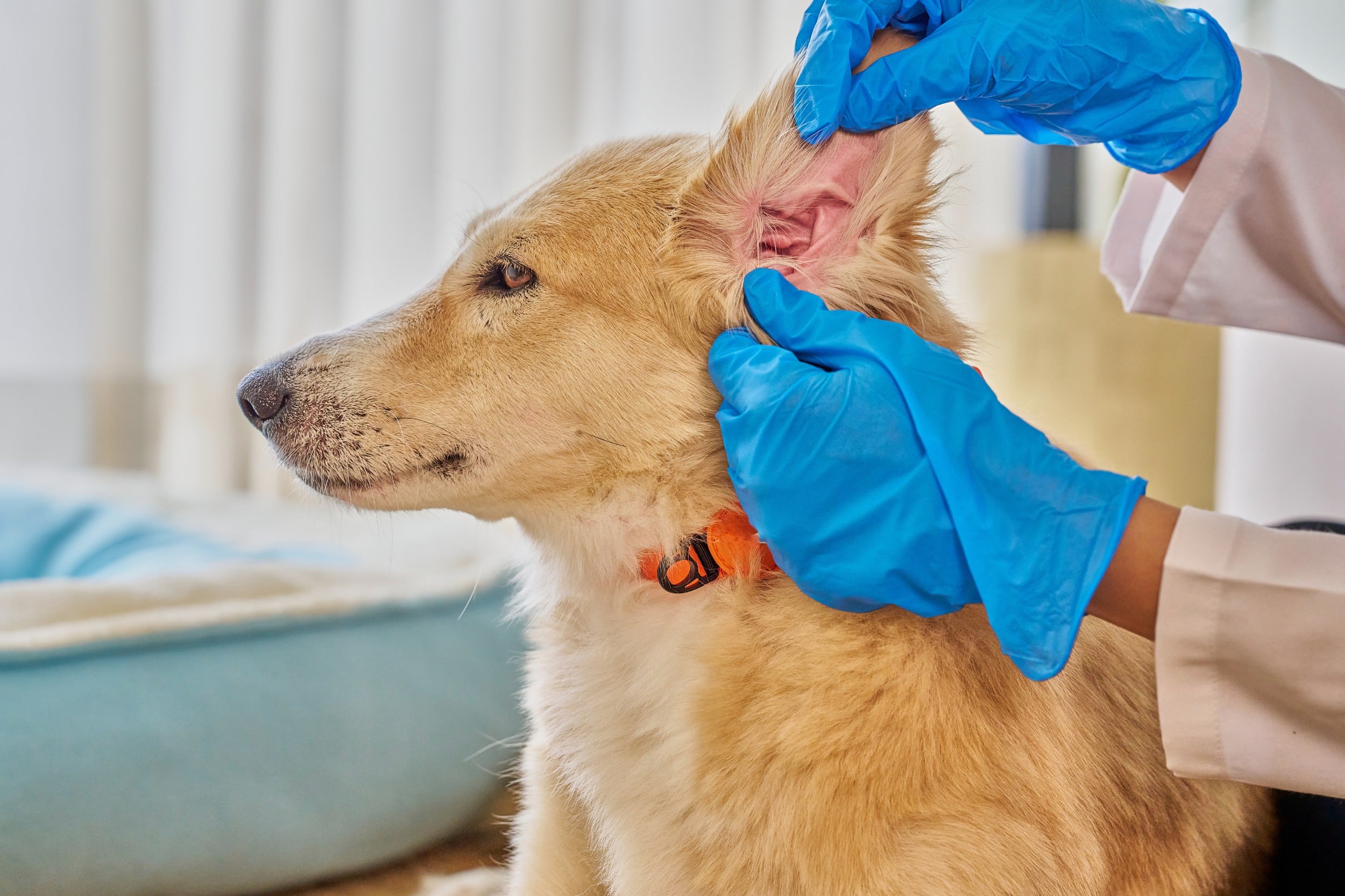 Infezioni alle orecchie di cani e gatti: sintomi, cause e quando intervenire