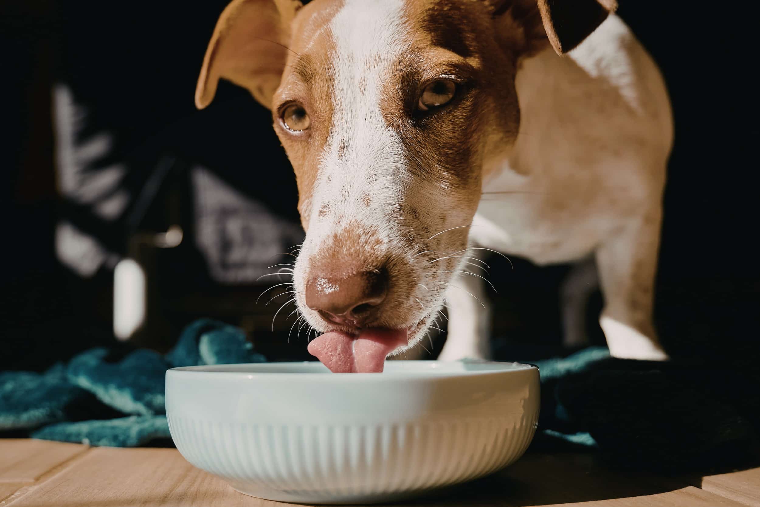 Il cane mangia meno in estate: quando preoccuparsi davvero