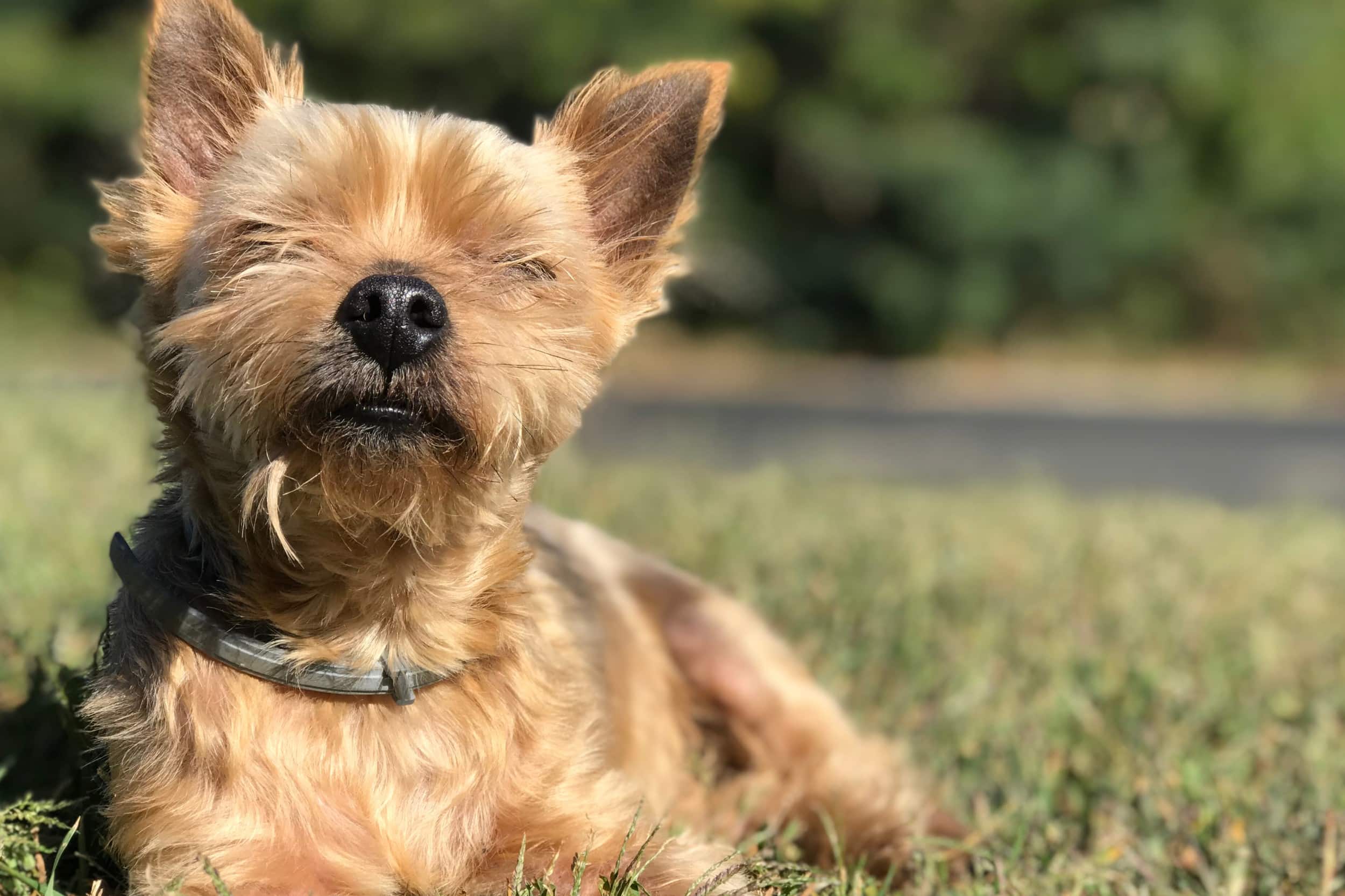 Cani e Gatti si abbronzano se prendono il sole?