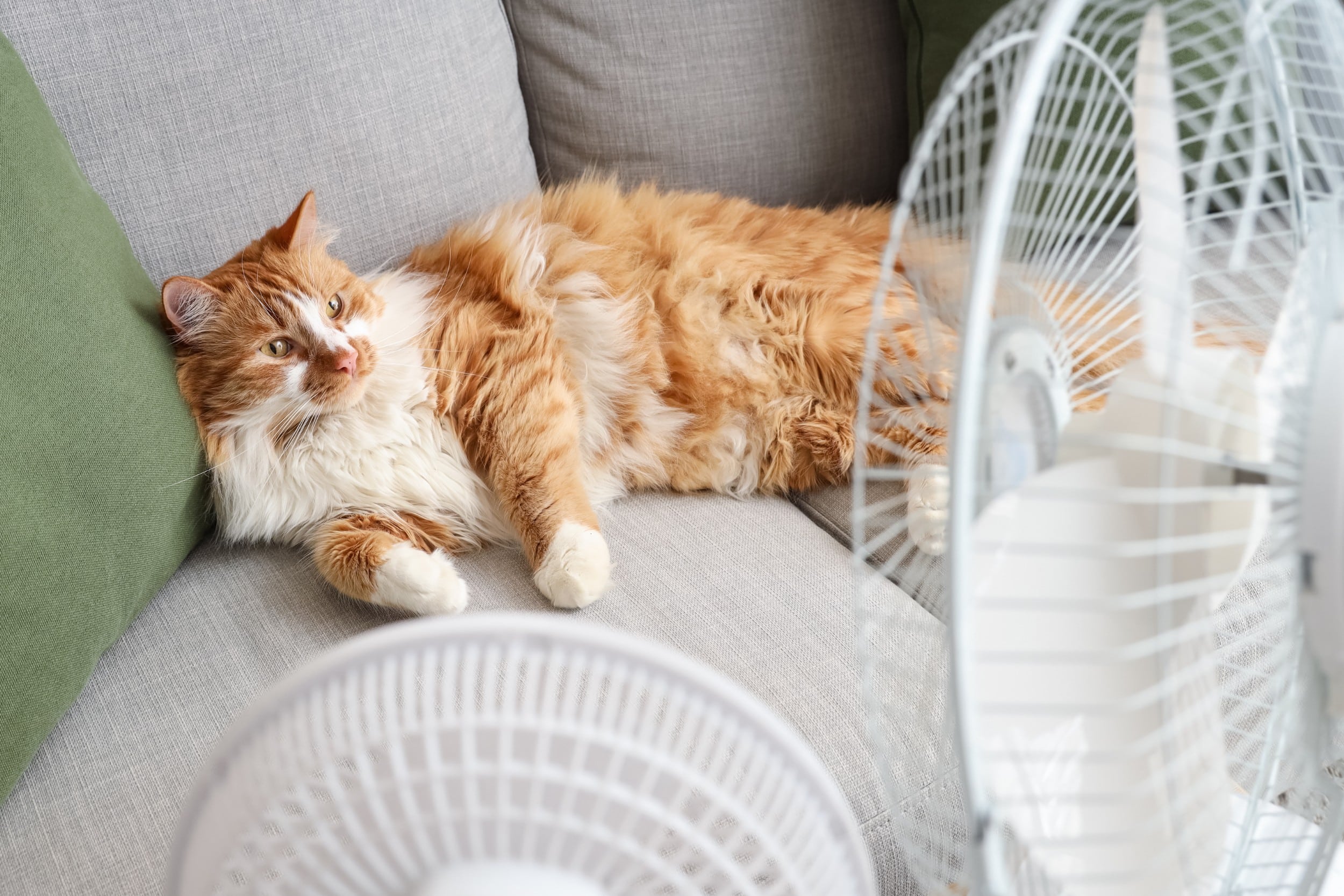 Aria condizionata e ventilatore: possono far male agli animali?