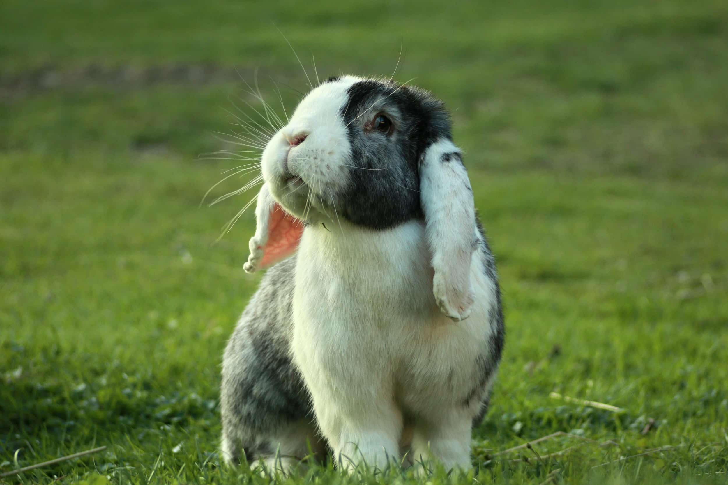 Animali esotici e caldo: come proteggere conigli, tartarughe e piccoli roditori