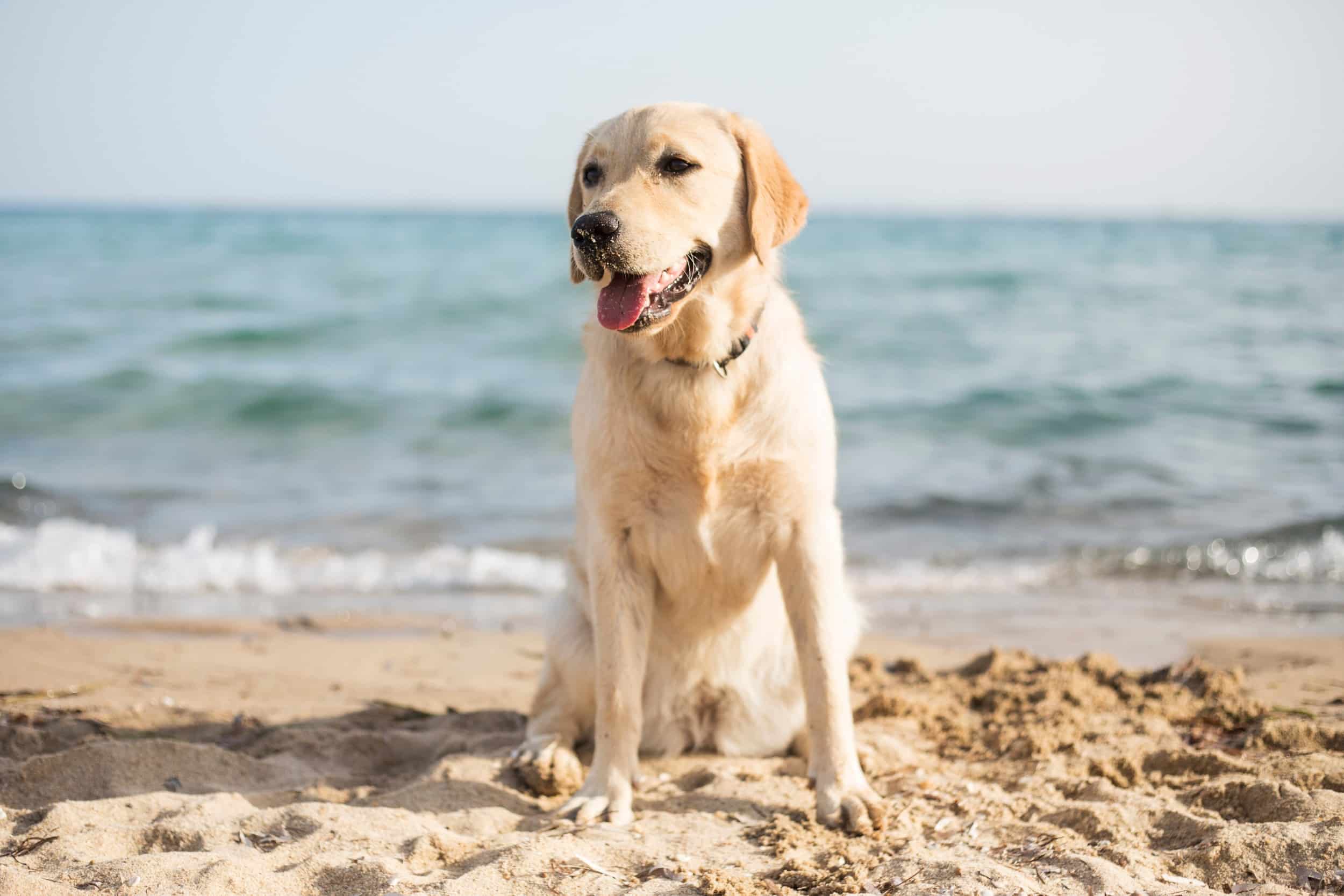 Cane al mare: sabbia, sale e pelle irritata, cosa controllare dopo la spiaggia