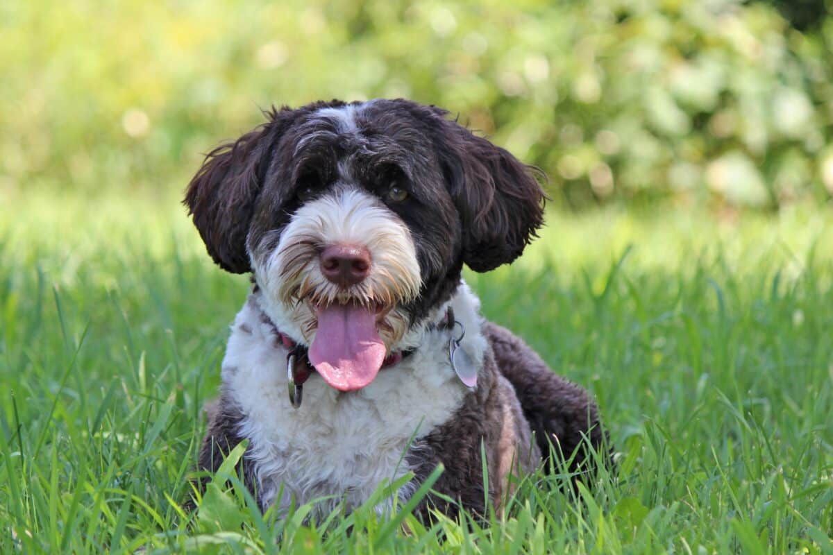 Cane che ansima anche a riposo