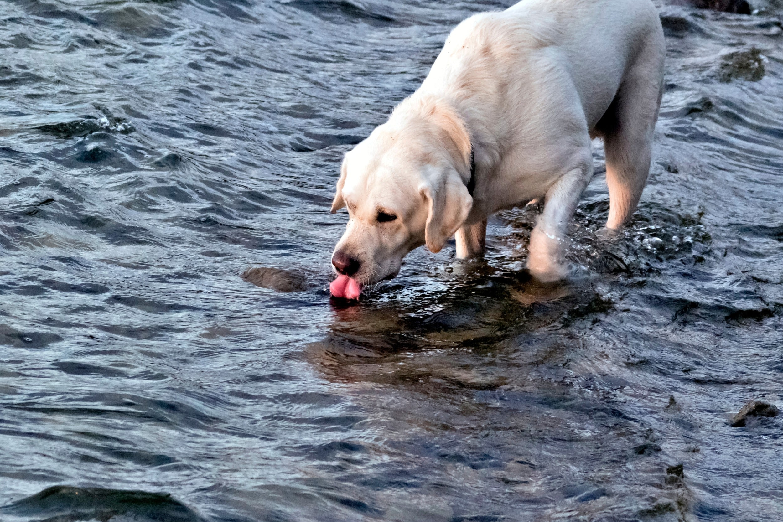 Il cane può bere acqua di mare o di lago? Rischi e cosa fare