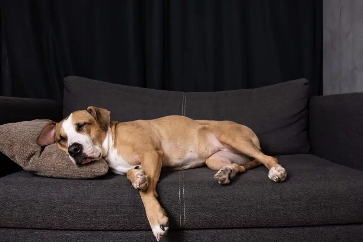 Cane che dorme tanto: quando è normale e quando può essere un campanello d’allarme